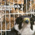 nuolihaukka,falco subbuteo,haukka