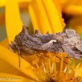 gammayökkönen,autographa gamma, auringonkukka,kukka