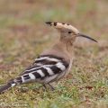 harjalintu,upupa epops,eurasian hoopoe,huppe fasciée,wiedehopf,härfågel,удо́д