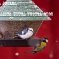 valkopäätiainen,cyanistes cyanus,azure tit,mesange azuree