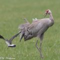 kurki,töyhtöhyyppä,common crane,northern lapwing
