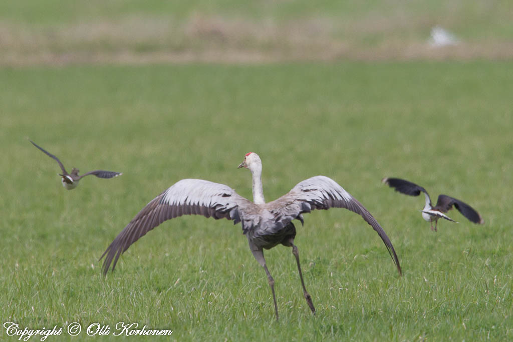 kurki,töyhtöhyyppä,common crane,northern lapwing