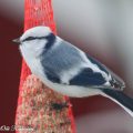 valkopäätiainen,cyanistes cyanus,azure tit,lasurmeise